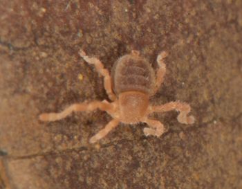 Media type: image;   Invertebrate Zoology 136532